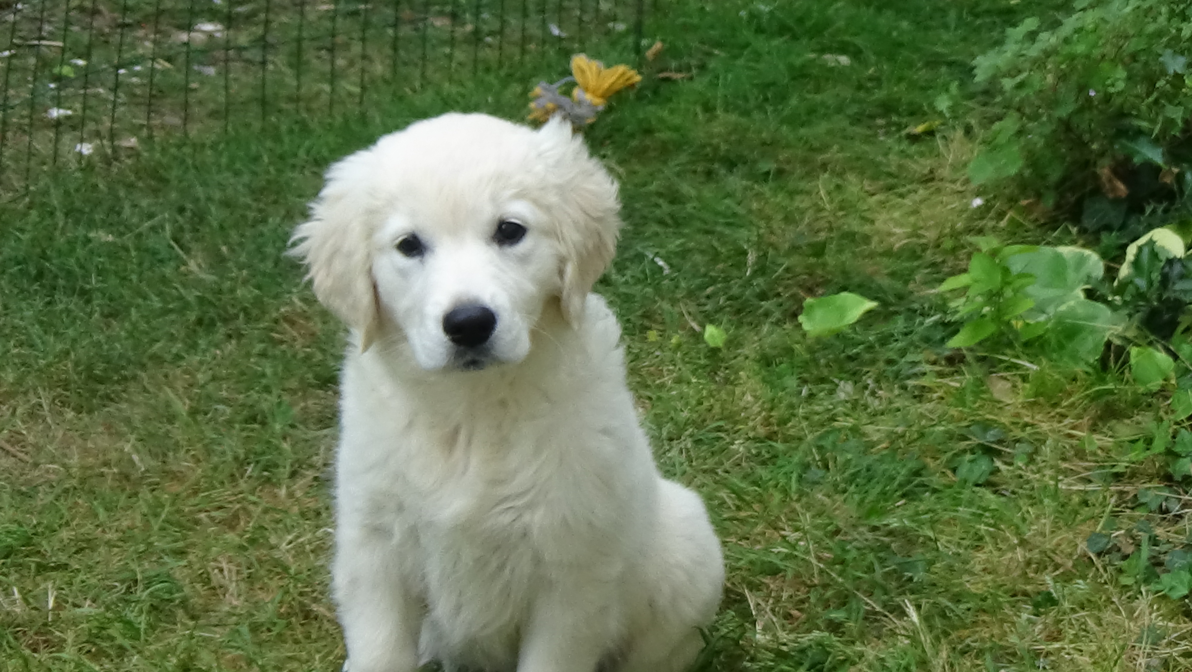 Golden retriever